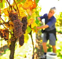 Native Point Wines - Accommodation Tasmania