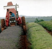 Bridestowe Lavender Farm - Accommodation Tasmania
