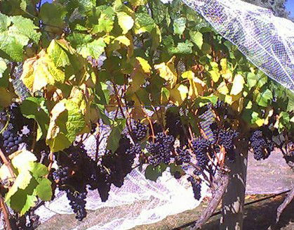 Palmara Vineyard - Accommodation Tasmania 0