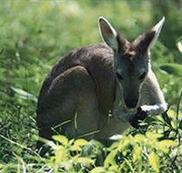 Tjaetaba Falls - Accommodation Tasmania