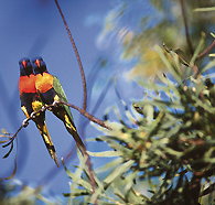 Wangi Falls Walk - Accommodation Tasmania