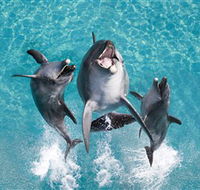 Sea World - Accommodation Tasmania
