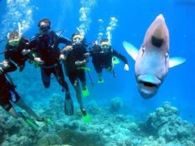 Magic Mountain Dive Site - Accommodation Tasmania 0