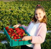 Strawberry Fields - Accommodation Tasmania