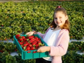 Strawberry Fields - Accommodation Tasmania 0