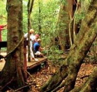 Mary Cairncross Scenic Reserve - Accommodation Tasmania