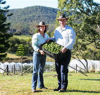Hinterland Feijoas - Accommodation Tasmania