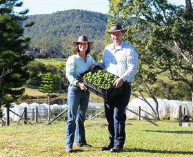 Hinterland Feijoas - Accommodation Tasmania 0