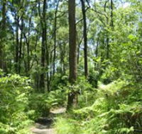 Mapleton Falls National Park - Accommodation Tasmania