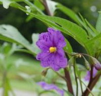 Alpha Native Flower Garden - Accommodation Tasmania