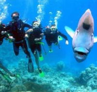 Gotham City Dive Site - Accommodation Tasmania