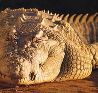 Koorana Crocodile Farm - Accommodation Tasmania