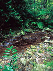 Wompoo Walk - Accommodation Tasmania 0