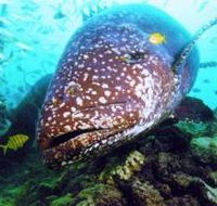 Lady Musgrave Island Dive Sites - Accommodation Tasmania