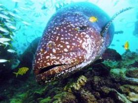 Lady Musgrave Island Dive Sites - Accommodation Tasmania 0