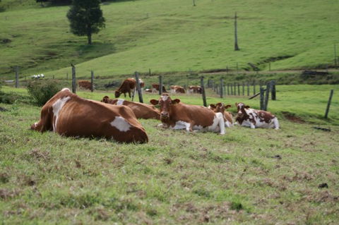 Maleny Dairies - Accommodation Tasmania 4