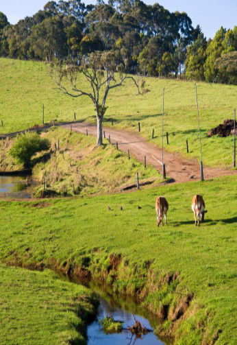 Maleny Dairies - Accommodation Tasmania 6
