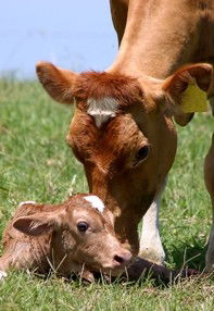 Maleny Dairies - Accommodation Tasmania 7