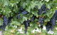 South Burnett Wine Trail - thumb 0