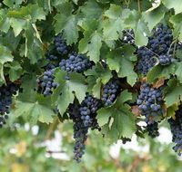 South Burnett Wine Trail - Accommodation Tasmania
