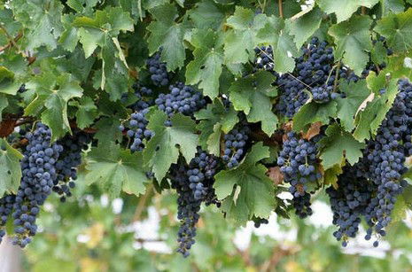 South Burnett Wine Trail - Accommodation Tasmania 0