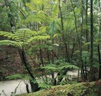 Fraser Island Great Walk - Accommodation Tasmania