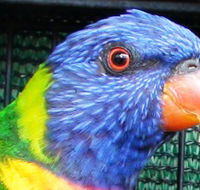 Fraser Coast Wildlife Sanctuary - Accommodation Tasmania