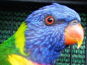 Fraser Coast Wildlife Sanctuary - Accommodation Tasmania 0