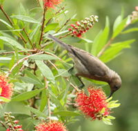 Birdwatching in Dysart - Accommodation Tasmania