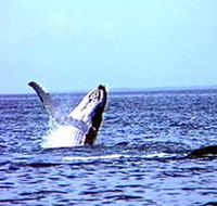 Whale Watching - Accommodation Tasmania