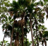 Palm Tree Creek - Accommodation Tasmania