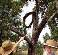 Charleville - Outback Native Timber Walk - Accommodation Tasmania