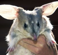 Charleville - Bilby Experience - Accommodation Tasmania
