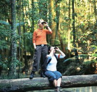 Birdwatching on the Fraser Coast - Accommodation Tasmania