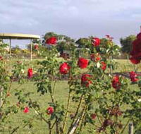Elizabeth Park Rose Gardens - Accommodation Tasmania