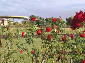 Elizabeth Park Rose Gardens - Accommodation Tasmania 0