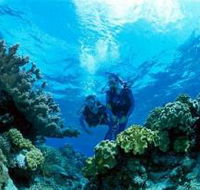 Coral Gardens Dive Site - Accommodation Tasmania