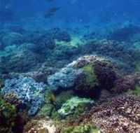 Hoffman's Rocks Dive Site - Accommodation Tasmania