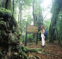 Tooloona Creek circuit - Accommodation Tasmania