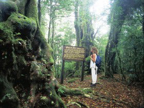 Tooloona Creek Circuit - Accommodation Tasmania 0