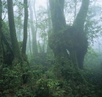 West Canungra Creek Circuit - Accommodation Tasmania