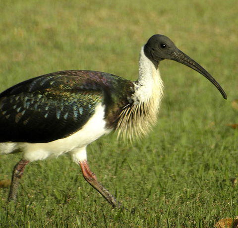 Toowoomba Bicentennial Waterbird Habitat - Accommodation Tasmania 0