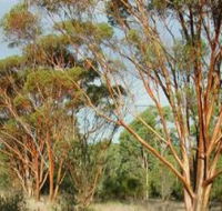 Myall Park Botanic Garden - Accommodation Tasmania