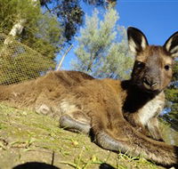 Ballarat Wildlife Park - Accommodation Tasmania