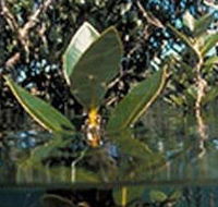Jawbone Marine Sanctuary - Accommodation Tasmania