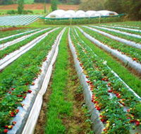 Kookaberry Strawberry Farm - Accommodation Tasmania