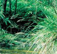 Lerderderg State Park - Accommodation Tasmania