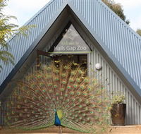 Halls Gap Zoo - Accommodation Tasmania