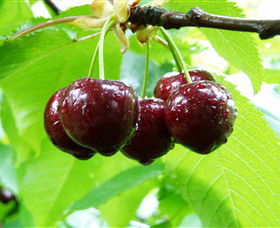 Red Hill Cherry Farm - Accommodation Tasmania 0