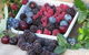 Bright Berry Farms - thumb 0